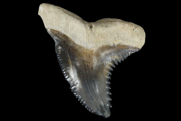 Large, Fossil Shark Tooth (Hemipristis) - Bone Valley, Florida #113796